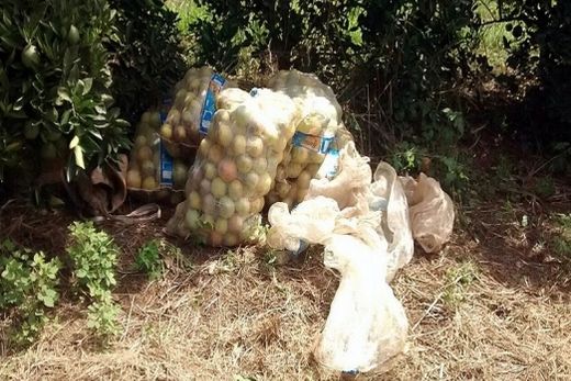 Dois homens são presos por furto de laranjas em fazenda de Matão