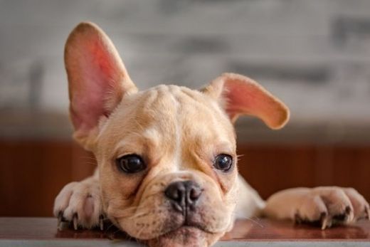 Seu cão está com dificuldade para respirar? Saiba o que fazer