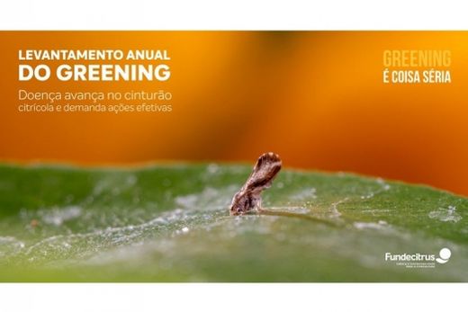 Greening avança no cinturão citrícola de São Paulo