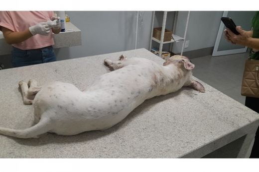 O pit bull. Cão atacou o próprio dono, que o agrediu para se defender
