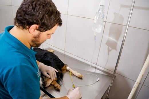 Mutirão para castração. Procedimento cirúrgico visa reduzir população de animais de rua