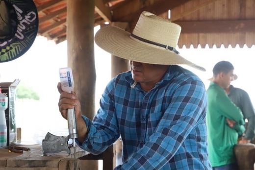 Vacinação contra Febre Aftosa. Última etapa da campanha é voltada para bovinos e bubalinos com até 24 meses de idade