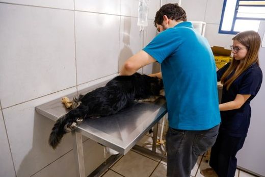 Atendimento veterinário. Castração ajudaria a diminuir o número de cães e gatos que vivem nas ruas e são encaminhados ao Canil Municipal