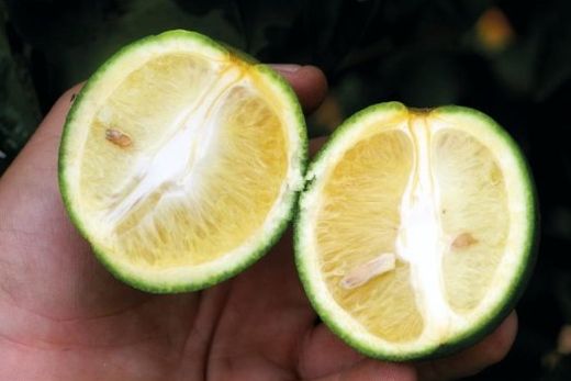 Relatório CancroHLB. Documento deve conter o resultado das vistorias trimestrais para cancro cítrico e Greening realizadas entre 1º de julho e 31 de dezembro de 2023