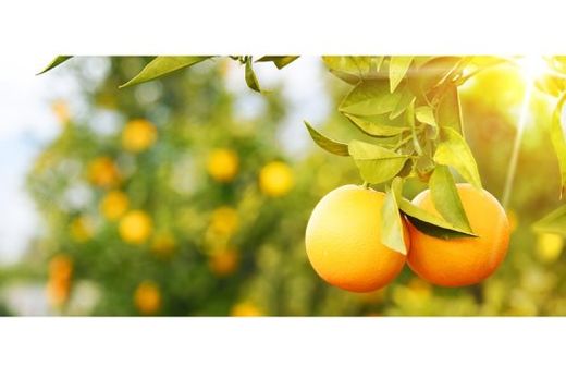 Safra de laranja 2023/24. Condições climáticas desfavoráveis, colheita acelerada e aumento do greening  causam impacto no cinturão citrícola de São Paulo e Triângulo/Sudoeste Mineiro