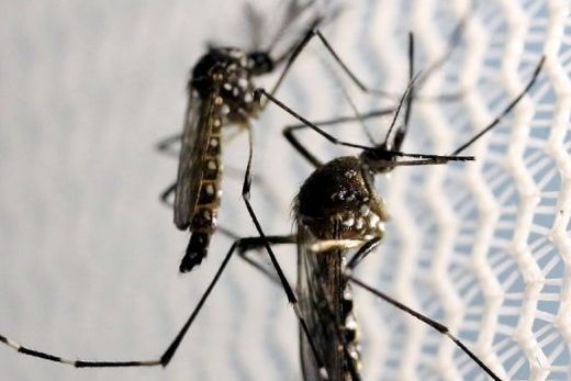 Dengue. Matão registrou 79 ocorrências nos meses de janeiro e fevereiro