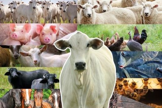 Prazos prorrogados. Medida se dá em virtude do desabastecimento dos insumos/imunizantes necessários à vacinação dos animais contra a enfermidade