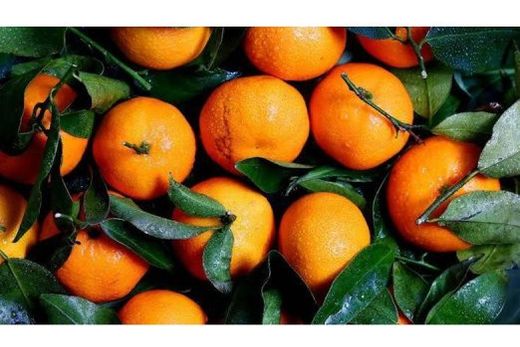 Projeto FEAP "Combate ao Greening". Objetivo é apoiar os produtores de citros na adoção de medidas preventivas e de controle
