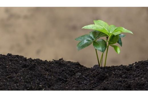 Dia Mundial do Meio Ambiente. Tema escolhido para 2024 é 'Acelerar a restauração da terra, a resiliência à seca e o progresso da desertificação'