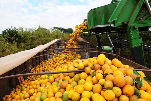 Exportação do suco de laranja. Europa continua a ser o principal mercado para o produto brasileiro