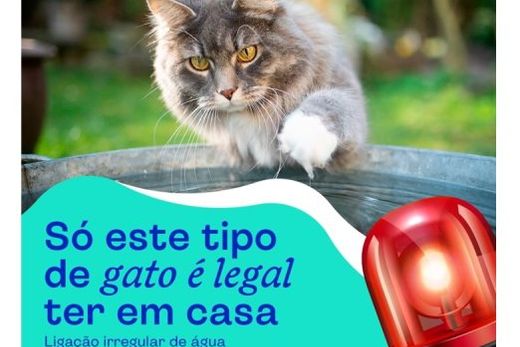 Gatos na rede de água podem comprometer abastecimento