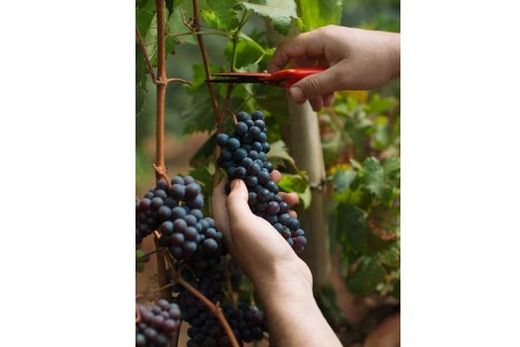 Vindima oferece vivência nos vinhedos com degustação de vinhos da casa