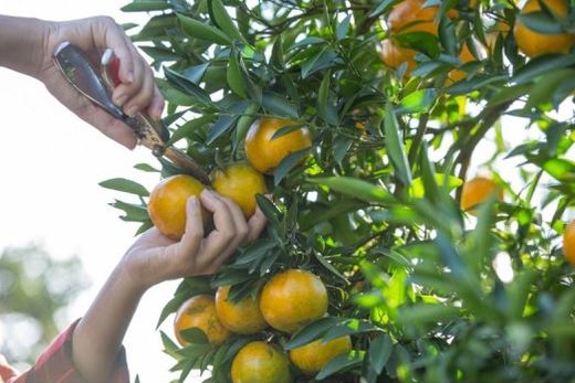 Combatendo o greening e se adaptando às novas condições climáticas, citricultura paulista registrou alta de postos de trabalho no setor