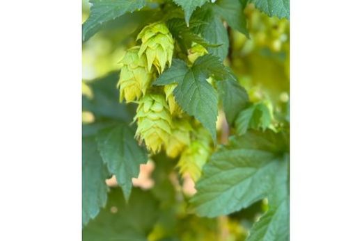 Lúpulo. Ingrediente proporciona aromas e sabores à cerveja
