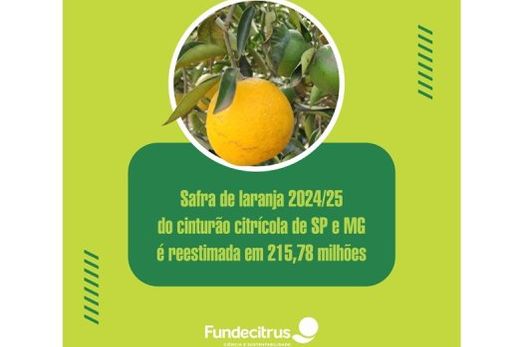 Safra de laranja 2024/25 é  reestimada em 215,78 milhões