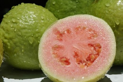 Lavouras de goiaba avançam sobre áreas de cana e laranja