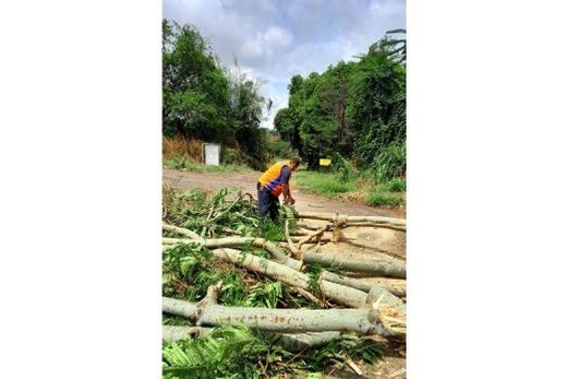 Queda de árvores. Dezenas delas caíram devido ao temporal, sendo quatro de grande porte