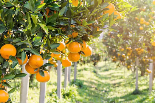 Safra de laranja 2024/2025. Produção deverá ser de 223,14 milhões de caixas de laranja de 40,8 kg