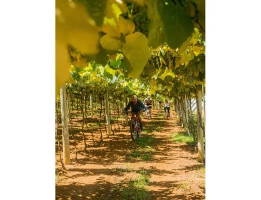 Junto ao parreiral. Passeio de bike entre os vinhedos da Vinícola Góes
