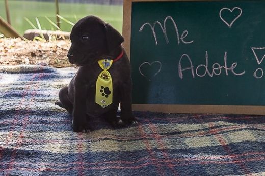 Adote um melhor amigo