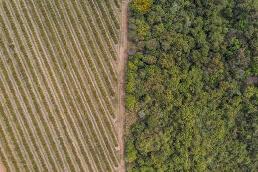 Iniciativas essenciais. Títulos EcoVadis e CDP reconhecem avanços na gestão de sustentabilidade da Citrosuco