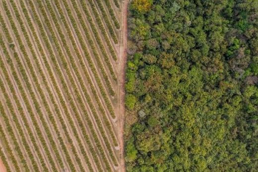 Práticas em evolução. Compromissos ESG 2030 da Citrosuco definem ações para um futuro cada vez mais sustentável