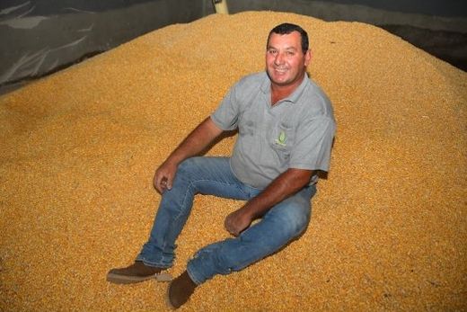 Produção. Tanto dentro da saca como a granel, estando seco, o milho tem de seis a oito meses de armazenamento, sem estragar