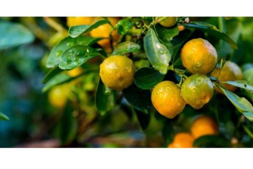 Estimativa da safra de laranja 2025/26 para o cinturão citrícola de São Paulo e Triângulo/Sudoeste Mineiro é de 314,11 milhões de caixas de 40,8 kg