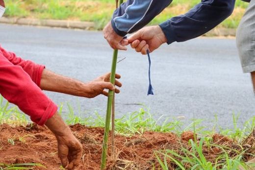 Ação ecológica. Plantio de mudas de árvores está agendado para 5 de junho ? Dia Mundial do Meio Ambiente