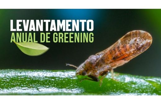 Greening atinge 47,6% das laranjeiras