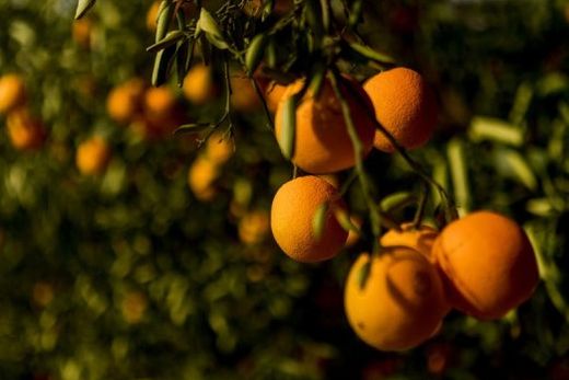 Brazilian Citrus Program For Climate Adaptation. Programa do Itaú Unibanco e Citrosuco permite transformar agricultura regenerativa em créditos de carbono de alta integridade