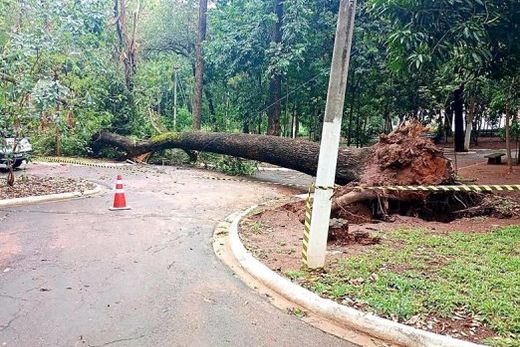Na Matinha do Bosque queda de árvore foi registrada