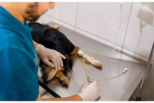 Atendimento é gratuito e abrange a atuação de equipe especializada, fornecimento de medicamentos, materiais cirúrgicos, anestesia e demais cuidados necessários