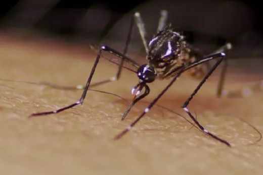 Iniciativa visa eliminar possíveis criadouros do mosquito transmissor da dengue, chikungunya e zika