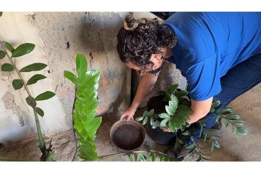 Mutirões. Foco é recolher objetos que possam acumular água parada
