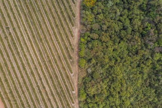 Selo Ouro da EcoVadis. Reconhecimento de avanços na gestão de sustentabilidade da Citrosuco