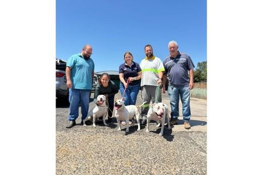 Os animais estavam sob os cuidados do Canil Municipal