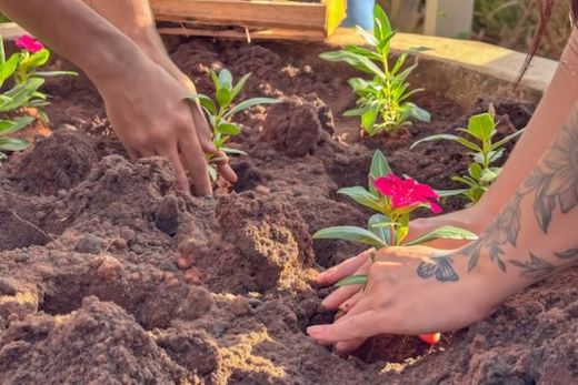 Educação ambiental. Intercâmbio com estudantes e professores deverá estimular o plantio de árvores e as pesquisas sobre áreas que circundam os espaços das escolas