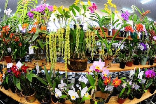Exposição de Orquídeas vai até domingo (12)