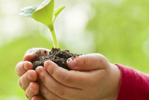 Matão Mais Verde planta árvores domingo (19)
