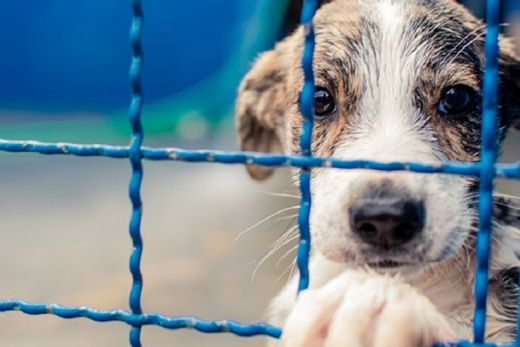 Fotoclube realiza a exposição Um dia de cão