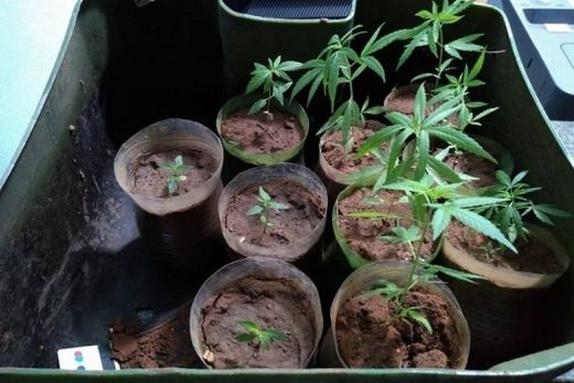 Três são detidos com pés de maconha