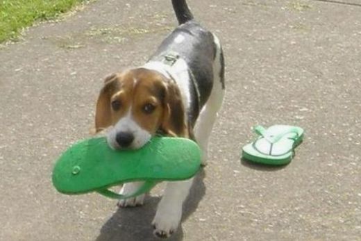 Os cães tem muitos motivos para comer chinelos