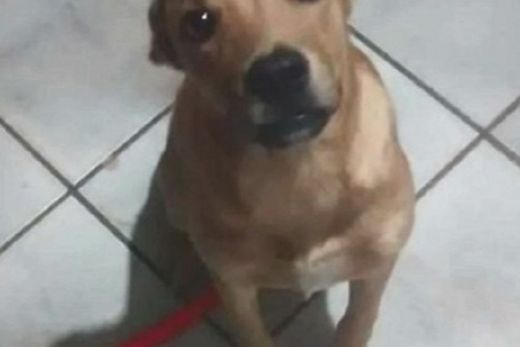 Cães foram envenenados com chumbinho