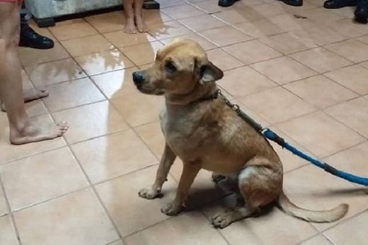Policiais salvam cão de afogamento