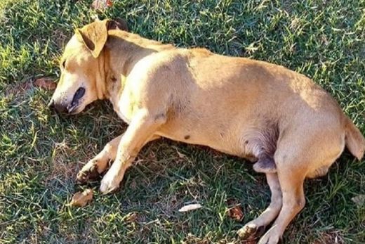 Cães e gatos são mortos no Portal Terra da Saudade
