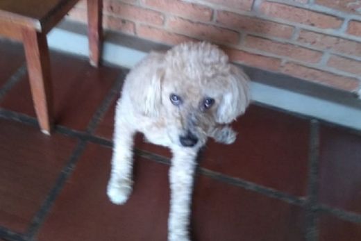 Procura-se cachorro (poodle)