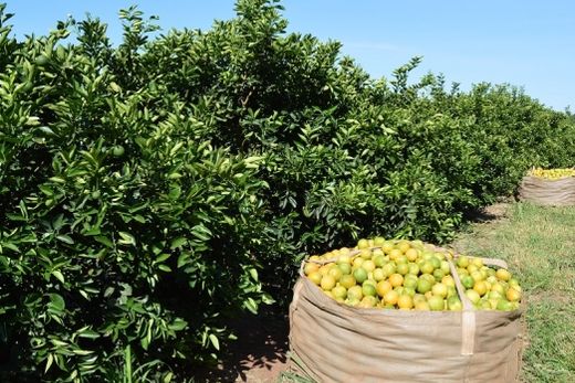 Greening cresce e atinge 19% das produções de laranja
