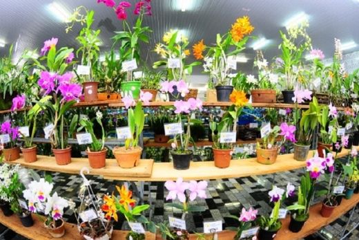 Exposição de Orquídeas deve receber mais de mil plantas
