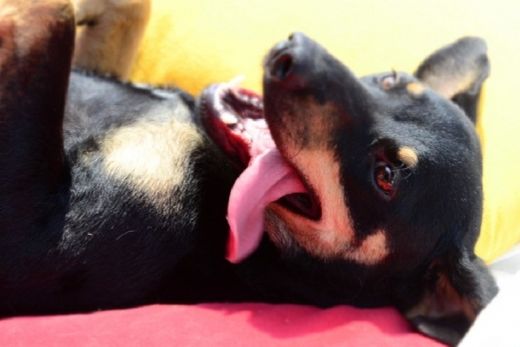 Adoção de animais é incentivada